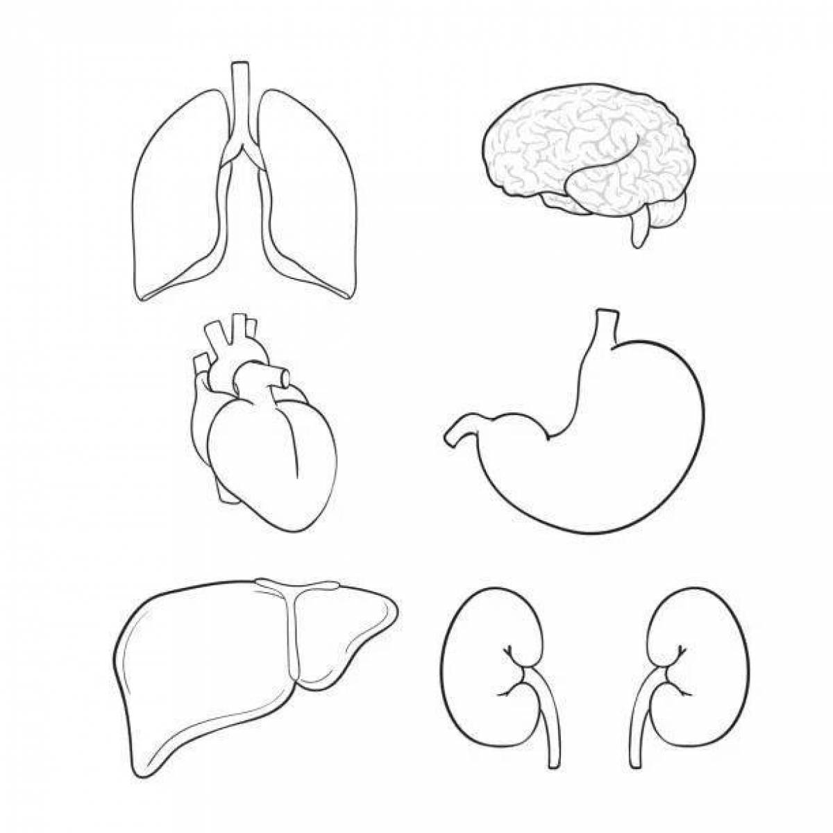 Human internal organs for children #9