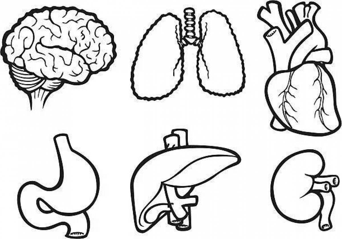 Human internal organs for children #11