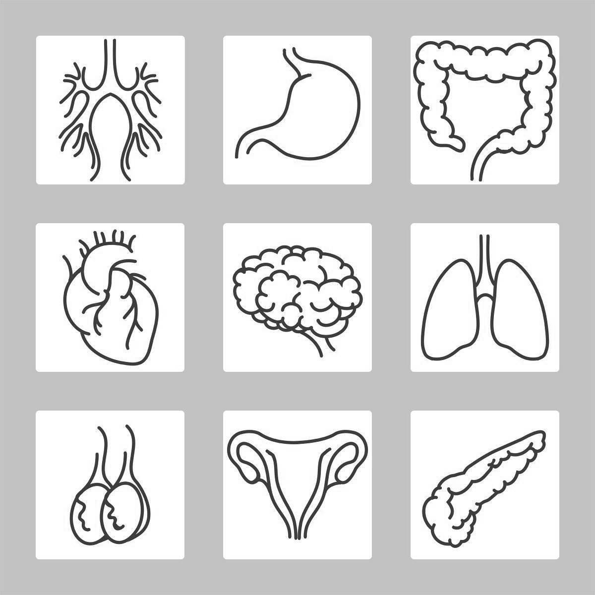 Внутренние органы человека для детей #12