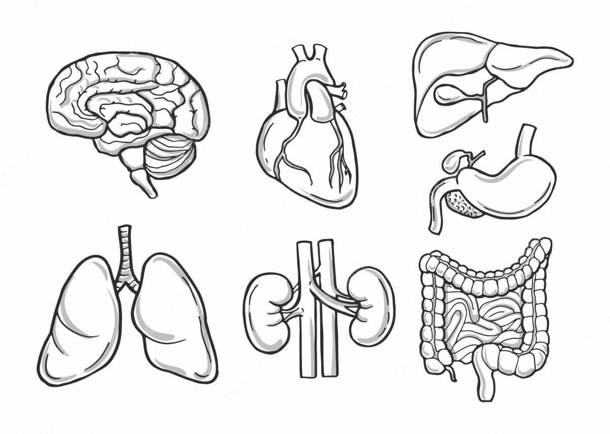 Human internal organs for children #14