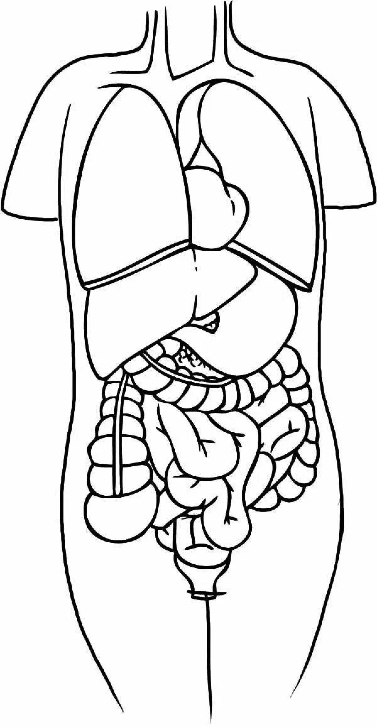 Внутренние органы человека для детей #15