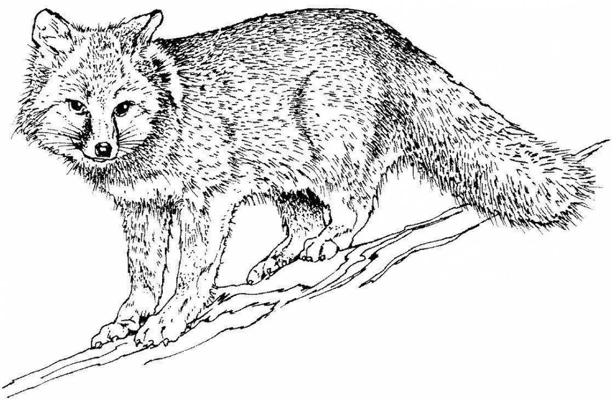 Majestic fox coloring