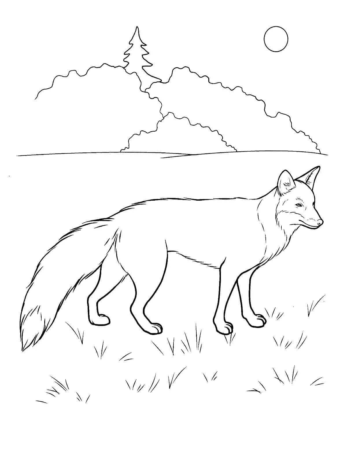Fat fox coloring