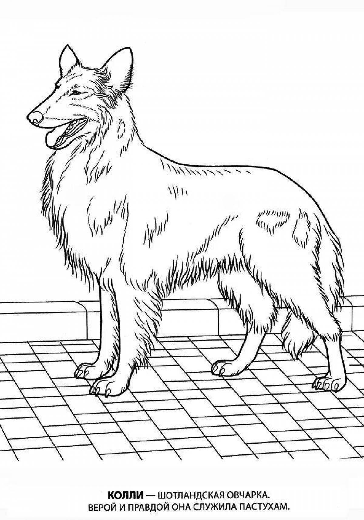 Majestic dog breed coloring book
