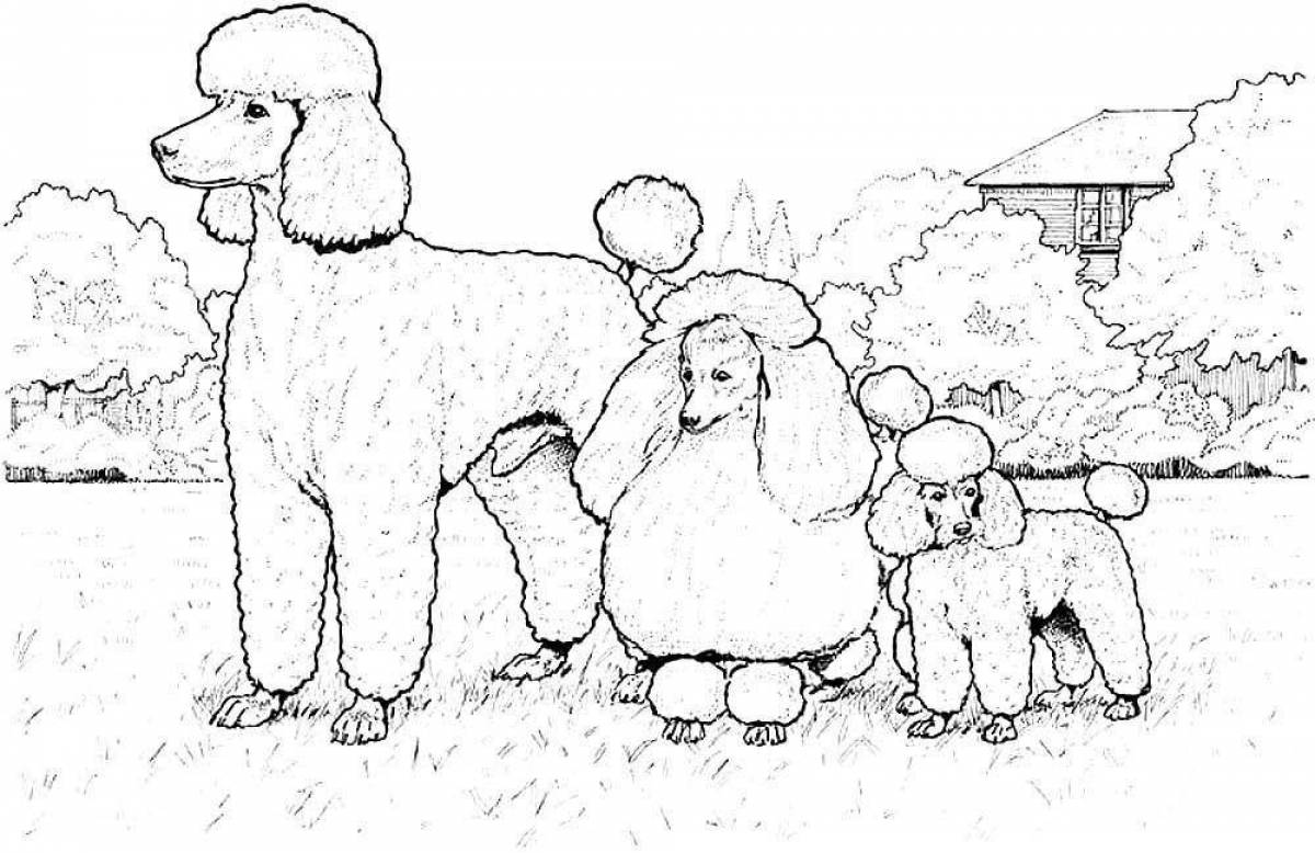 Fluffy dog ​​breed coloring pages