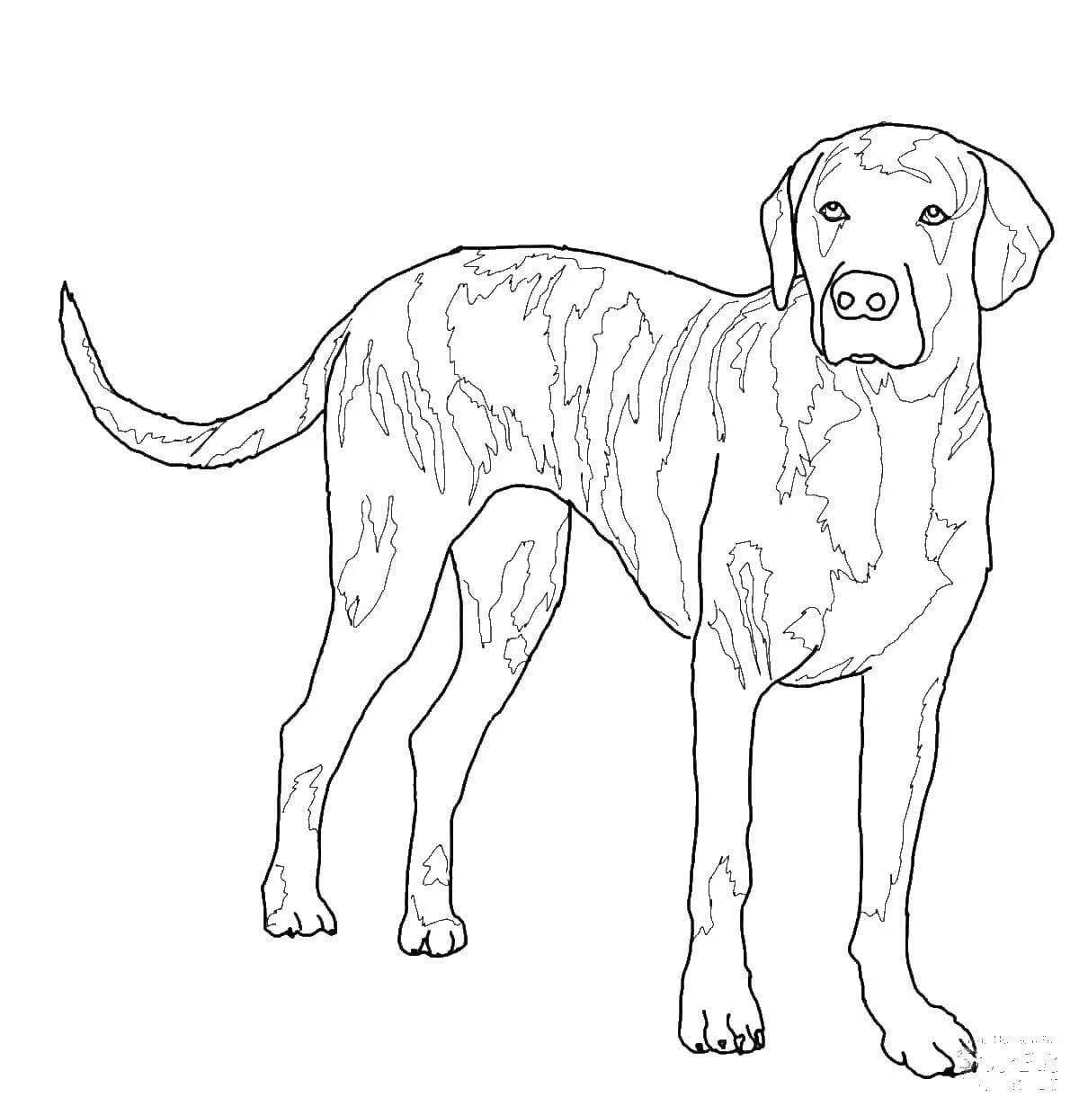 Intelligent coloring pages of dog breeds