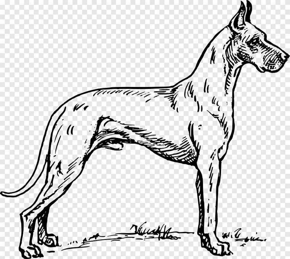 Calm dog breed coloring book