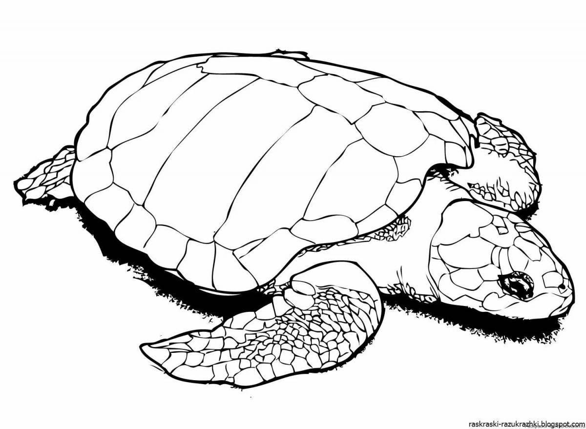 Colourful turtle coloring book for kids