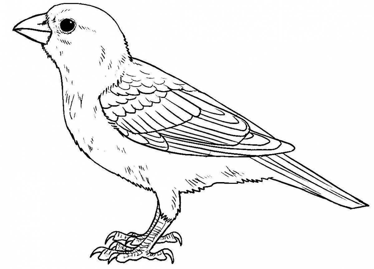 Attractive sparrow coloring book for 3-4 year olds