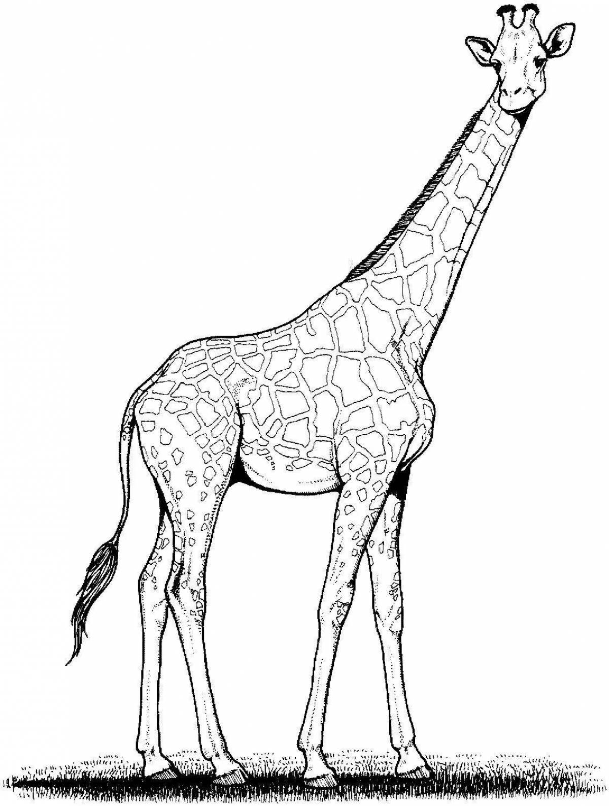 Великолепная раскраска жираф