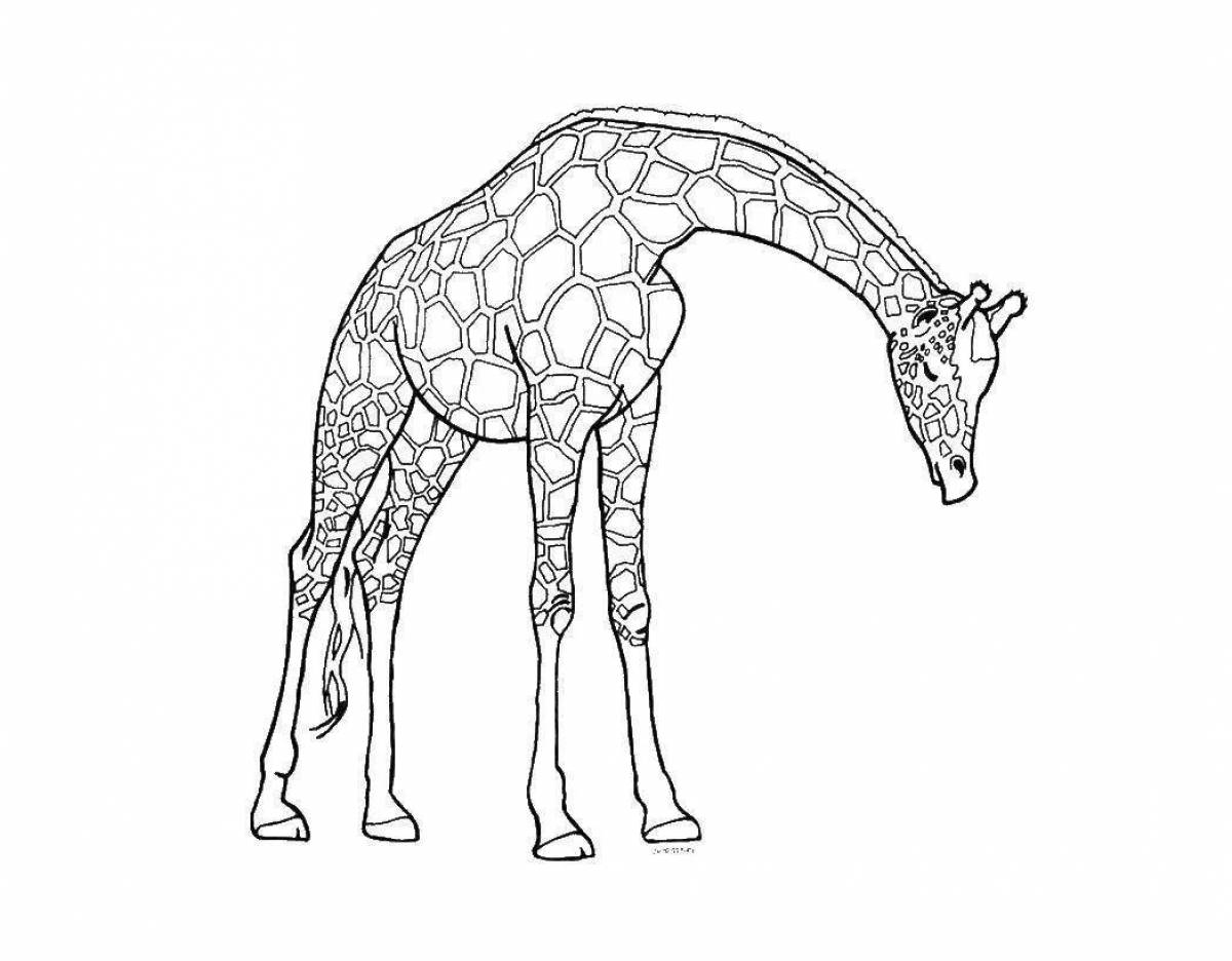 Exotic giraffe coloring page