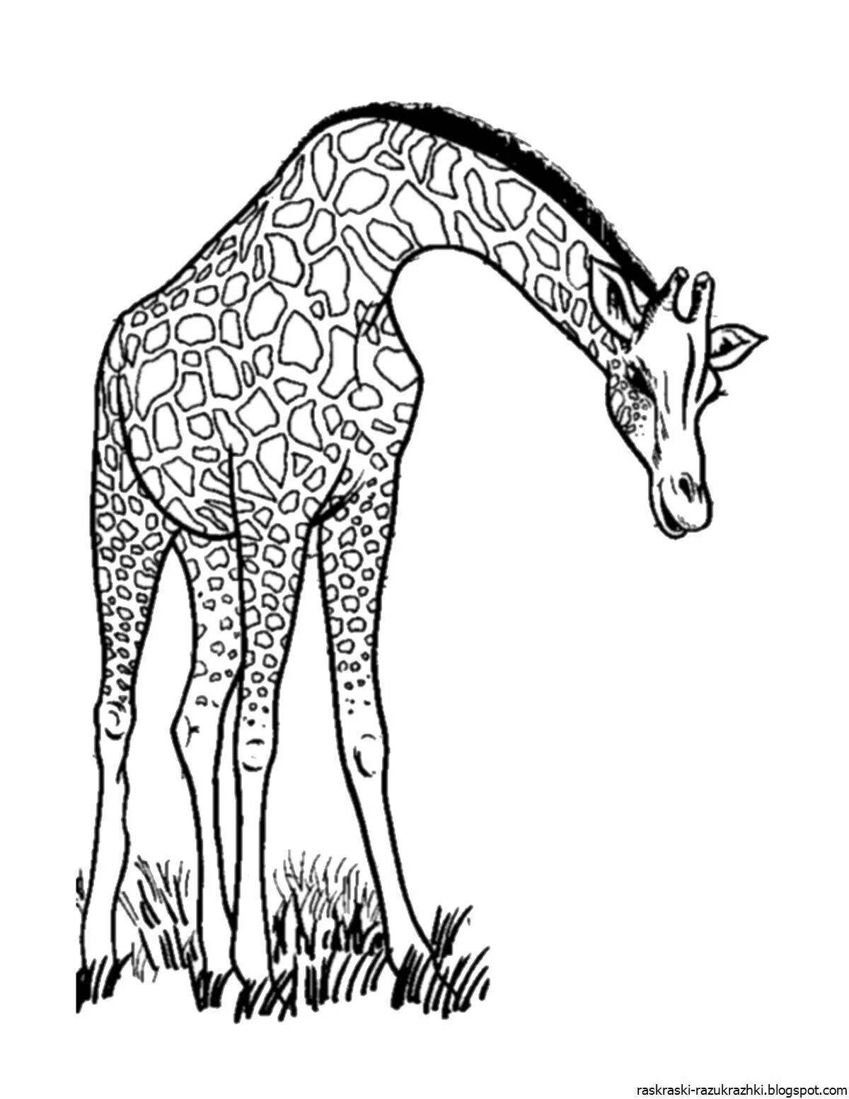 Буйный жираф раскраска