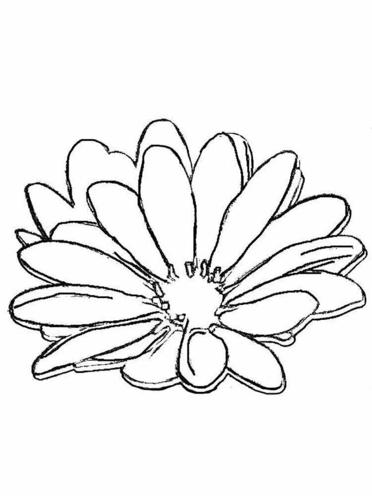 Coloring page gorgeous chamomile flower