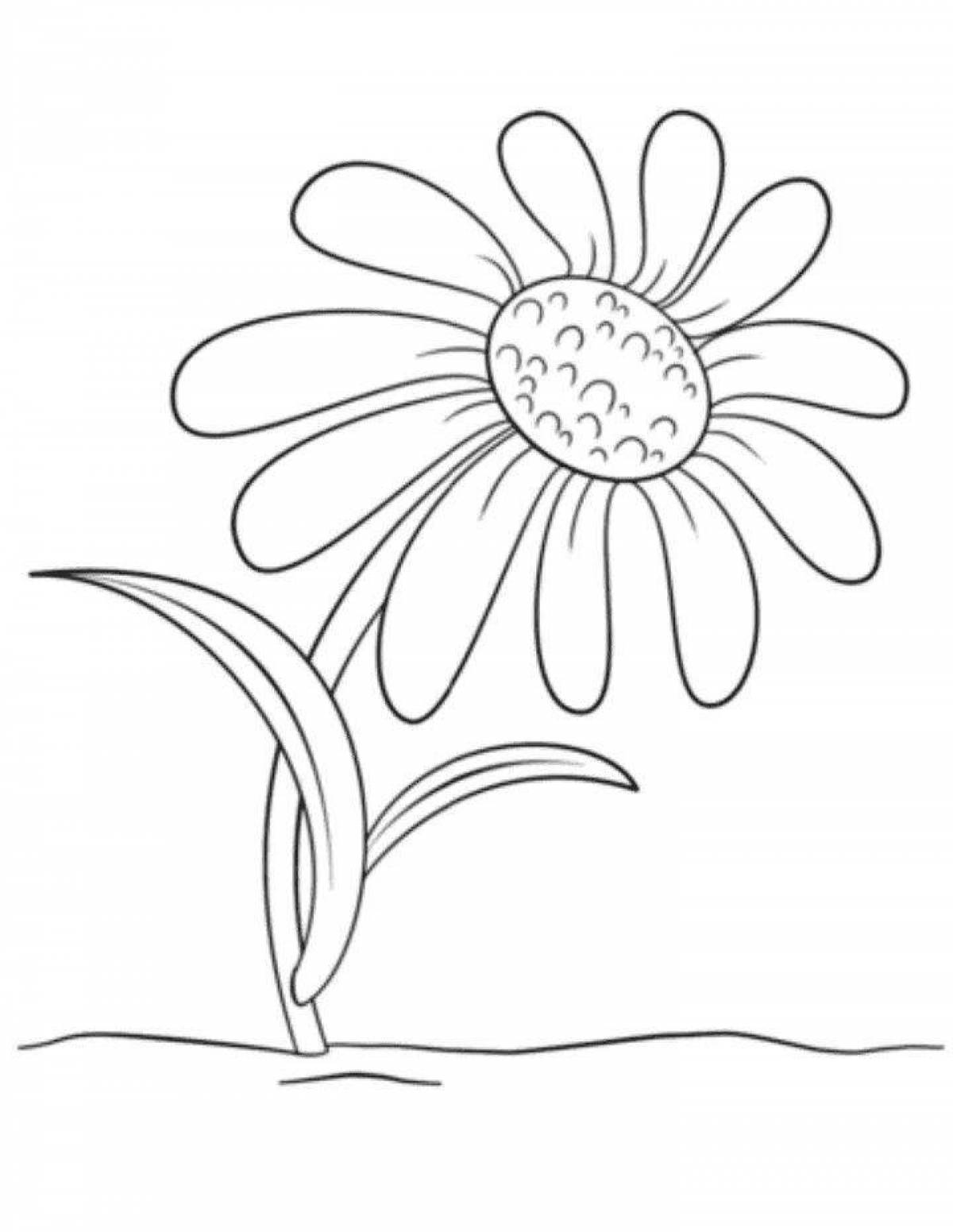 Coloring peaceful chamomile flower