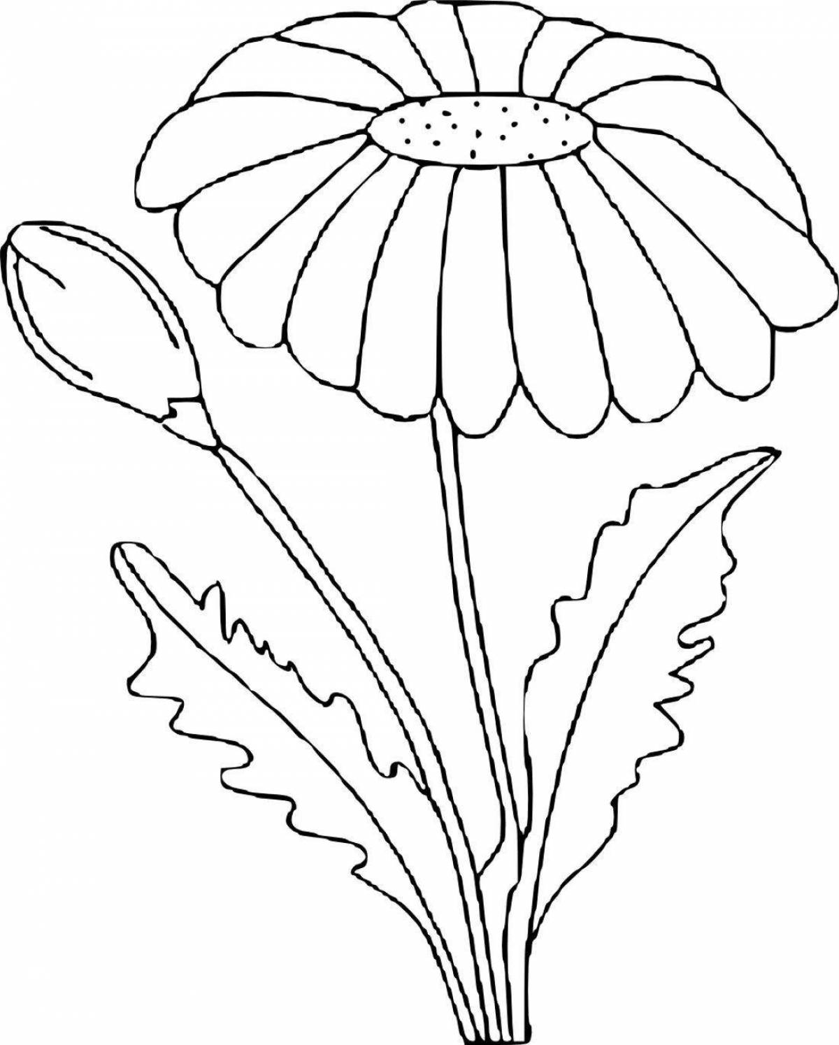 Chamomile flower coloring book