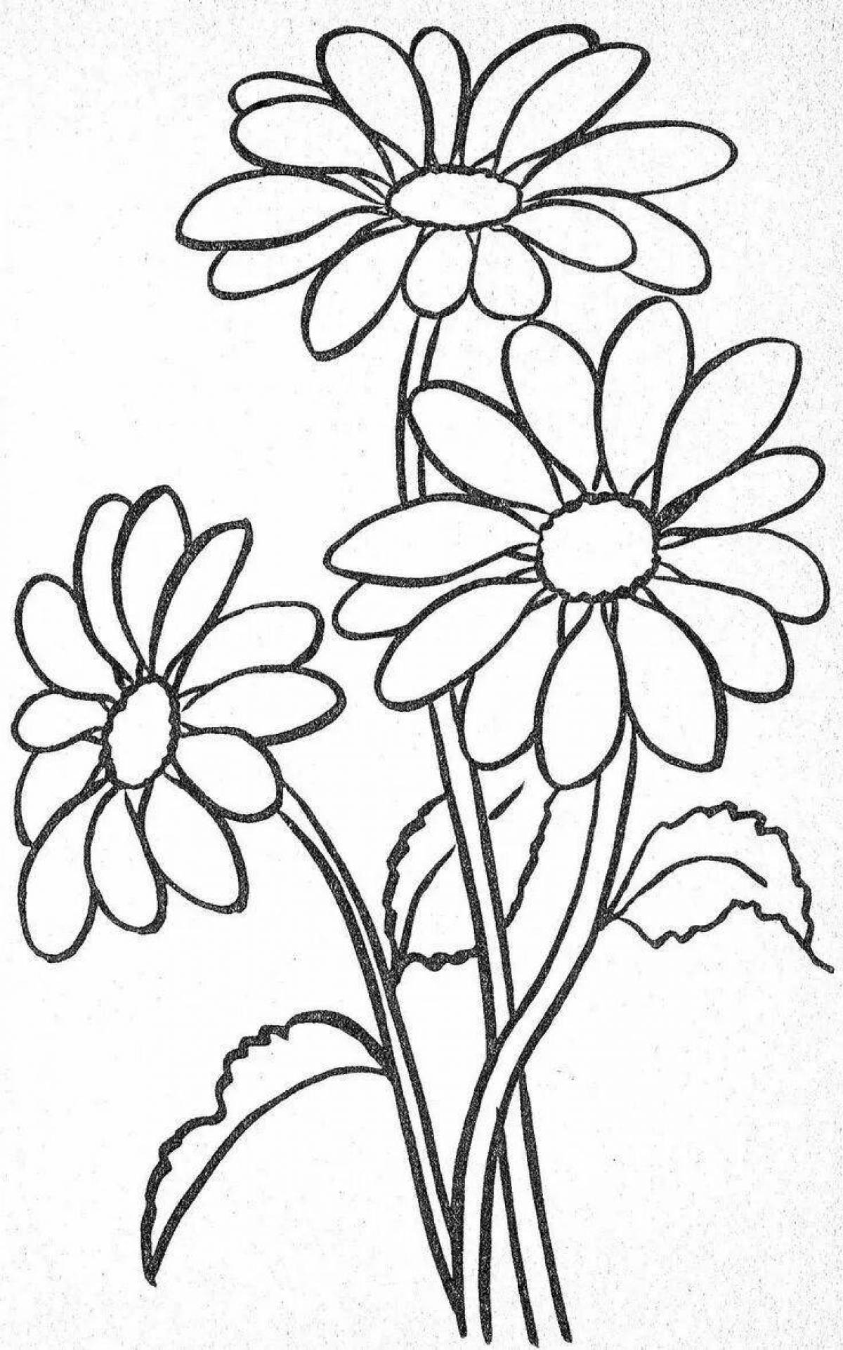 Coloring book comforting chamomile flower