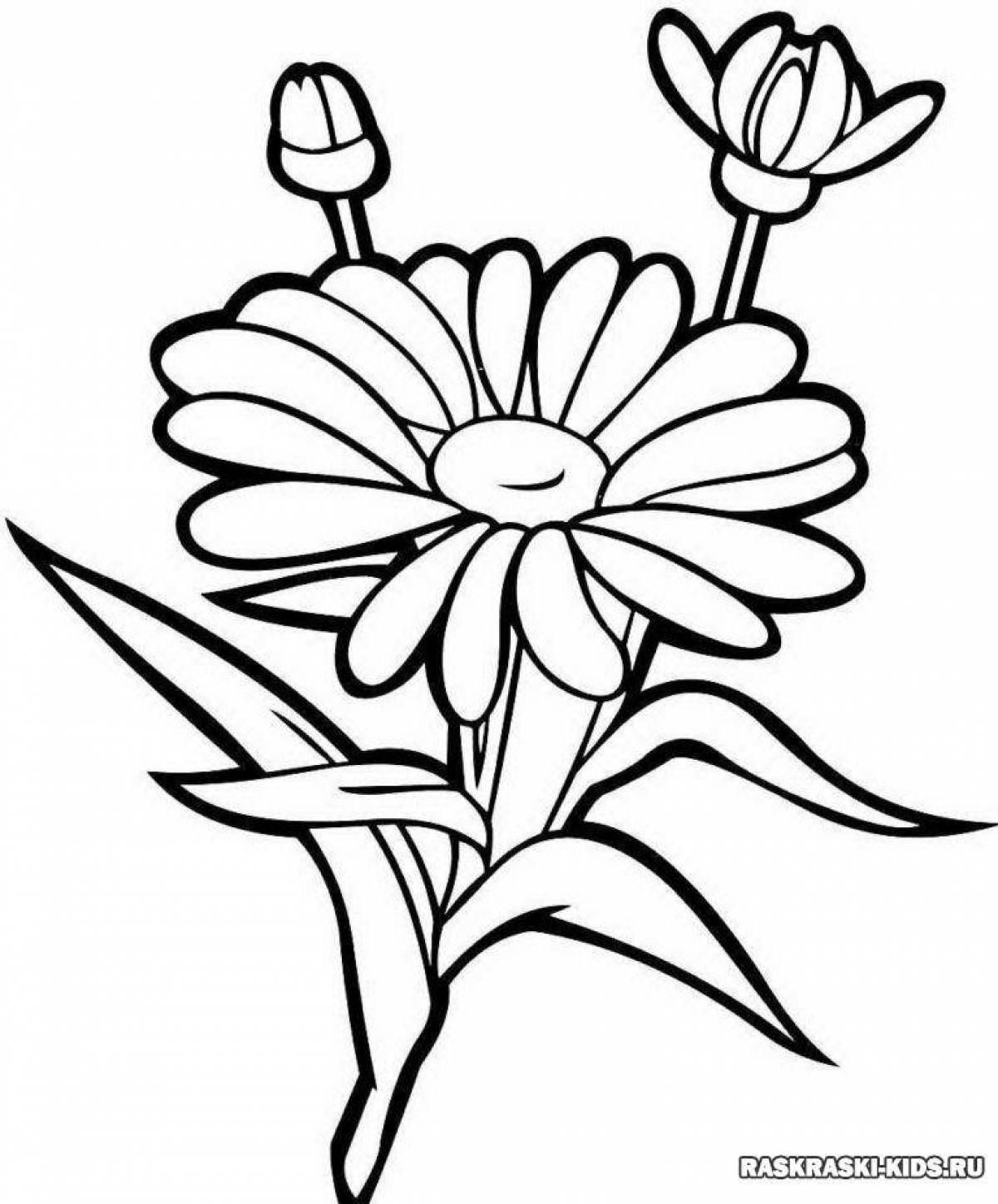 Camomile flower coloring page