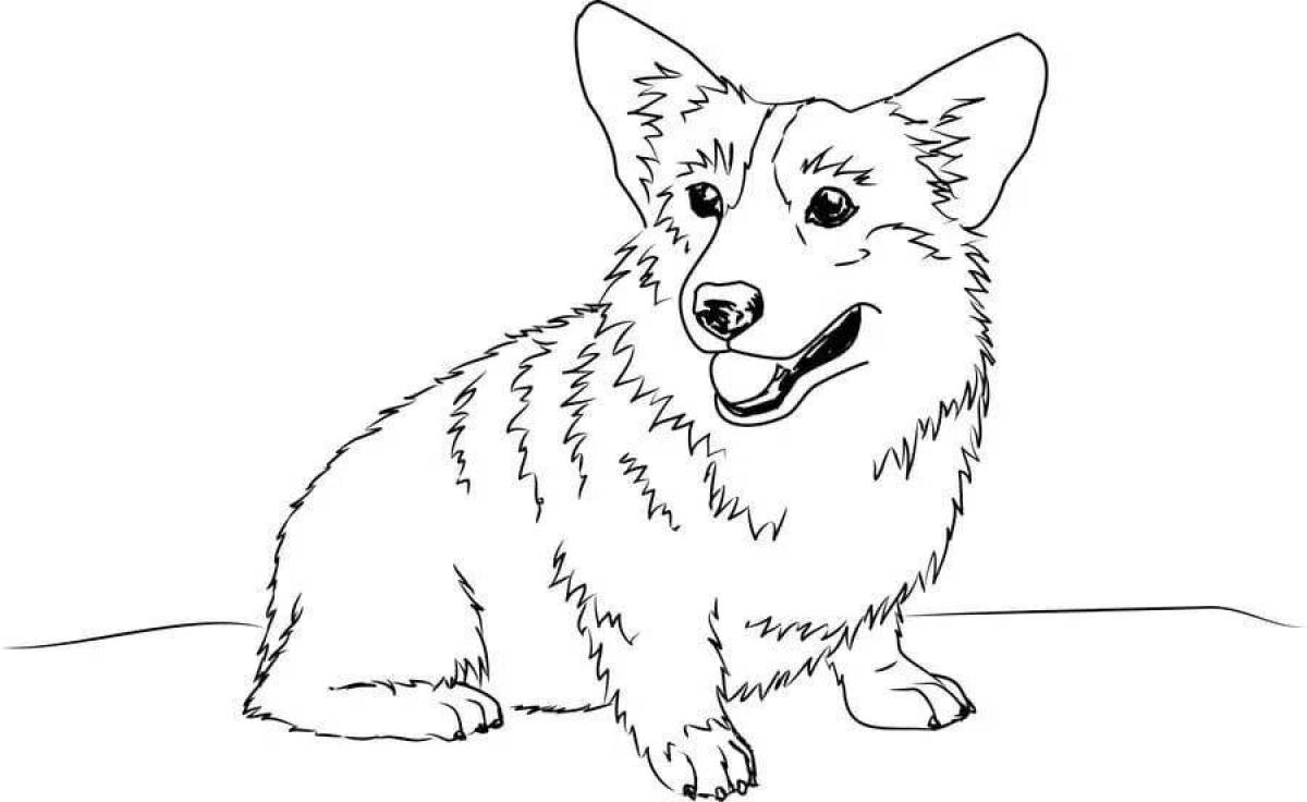 Royal corgi live coloring