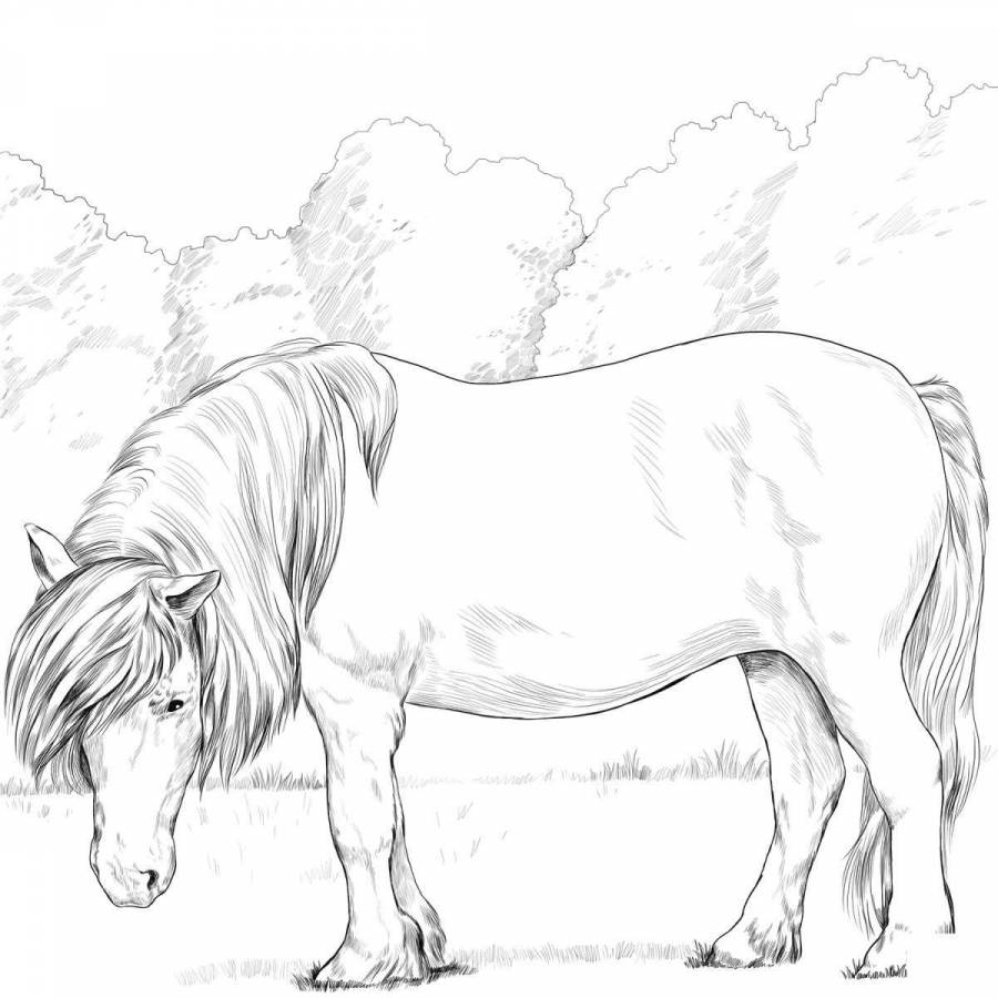 Раскраска шетлендский пони