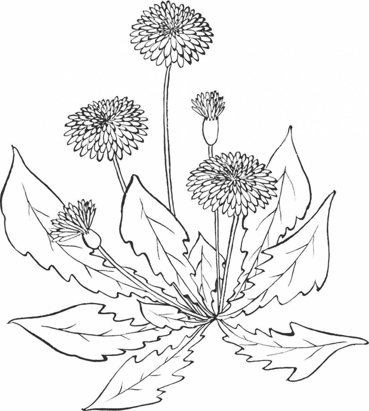 одуванчики раскраска для детей