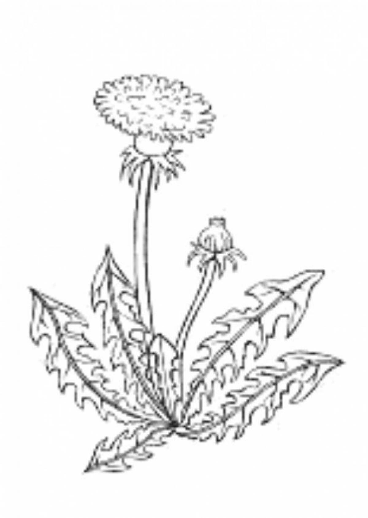 Playful dandelion coloring page for kids