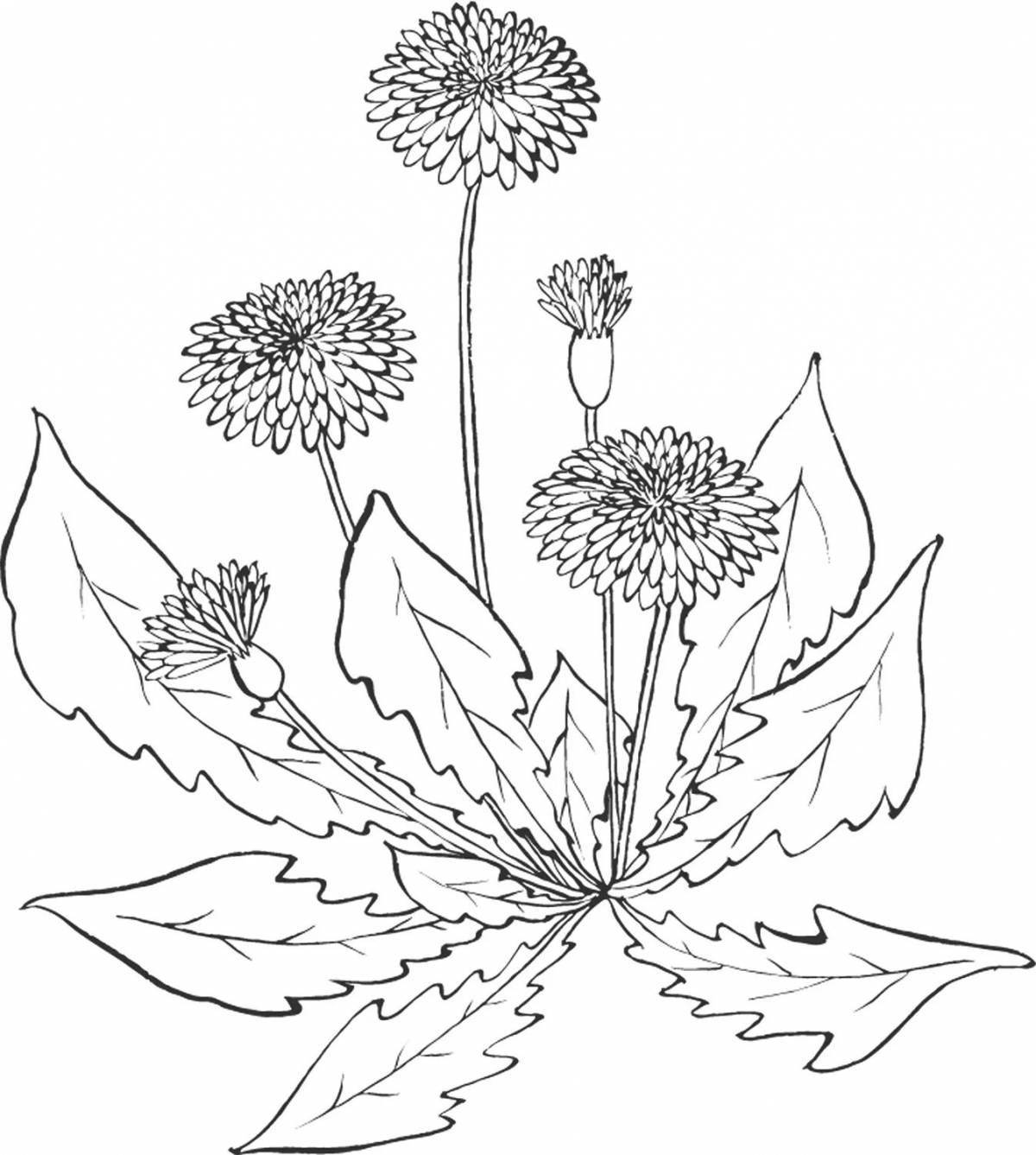 Glowing dandelion coloring page for kids