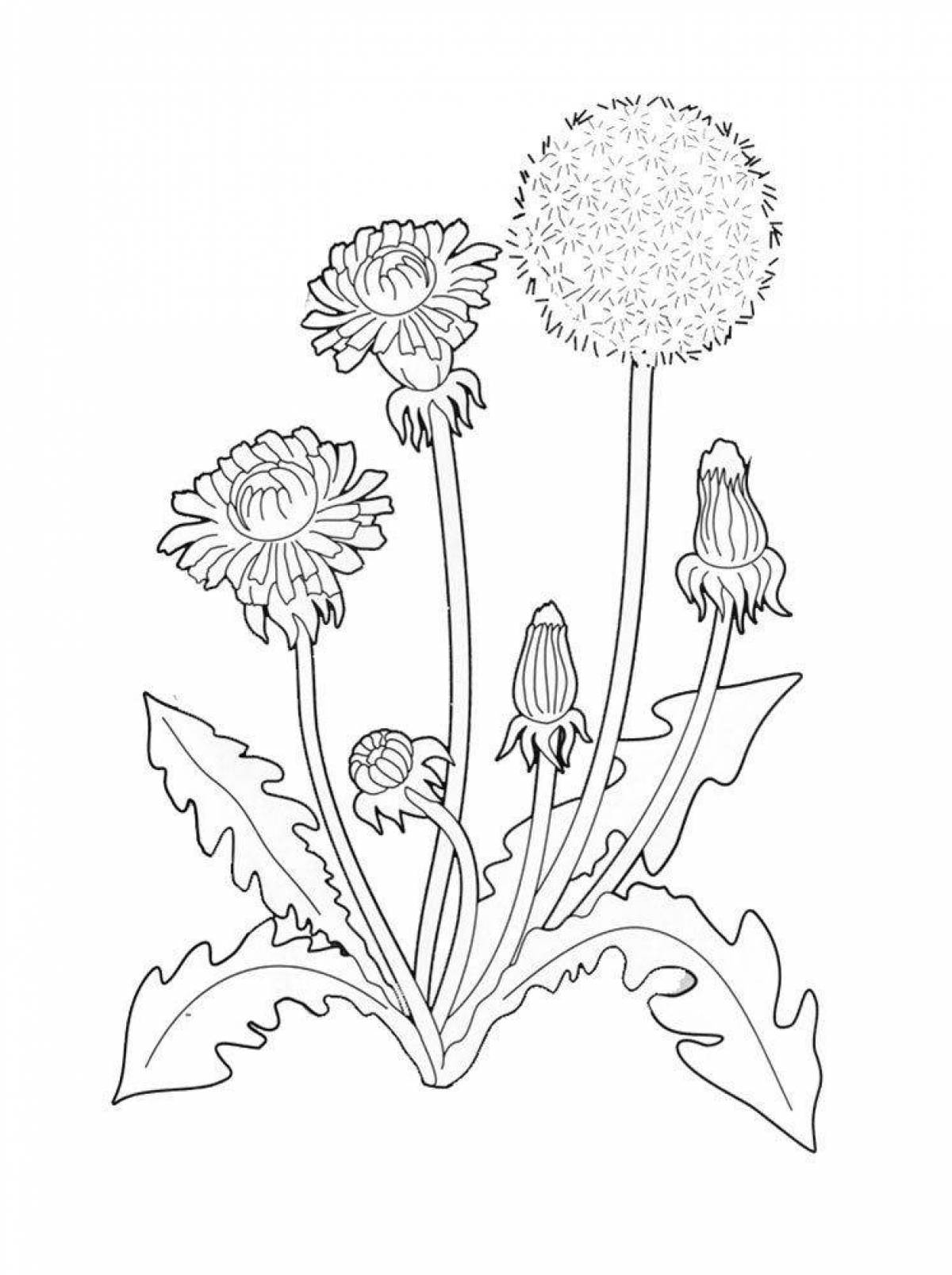 Fun dandelion coloring book for kids
