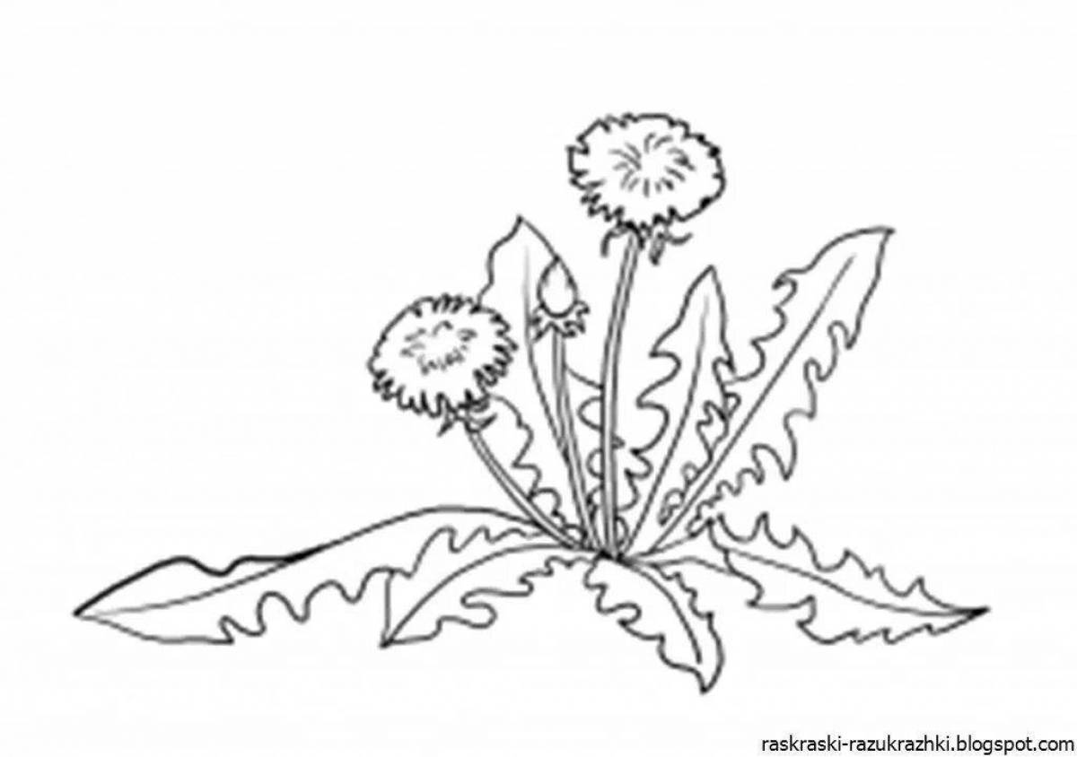 Amazing dandelion coloring page for kids
