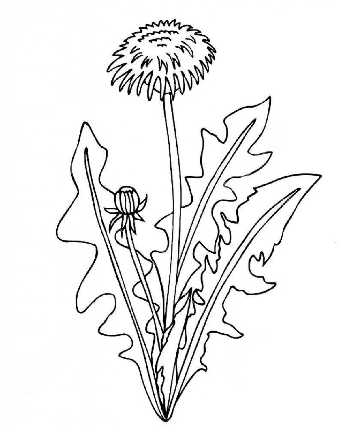 Incredible dandelion coloring book for kids