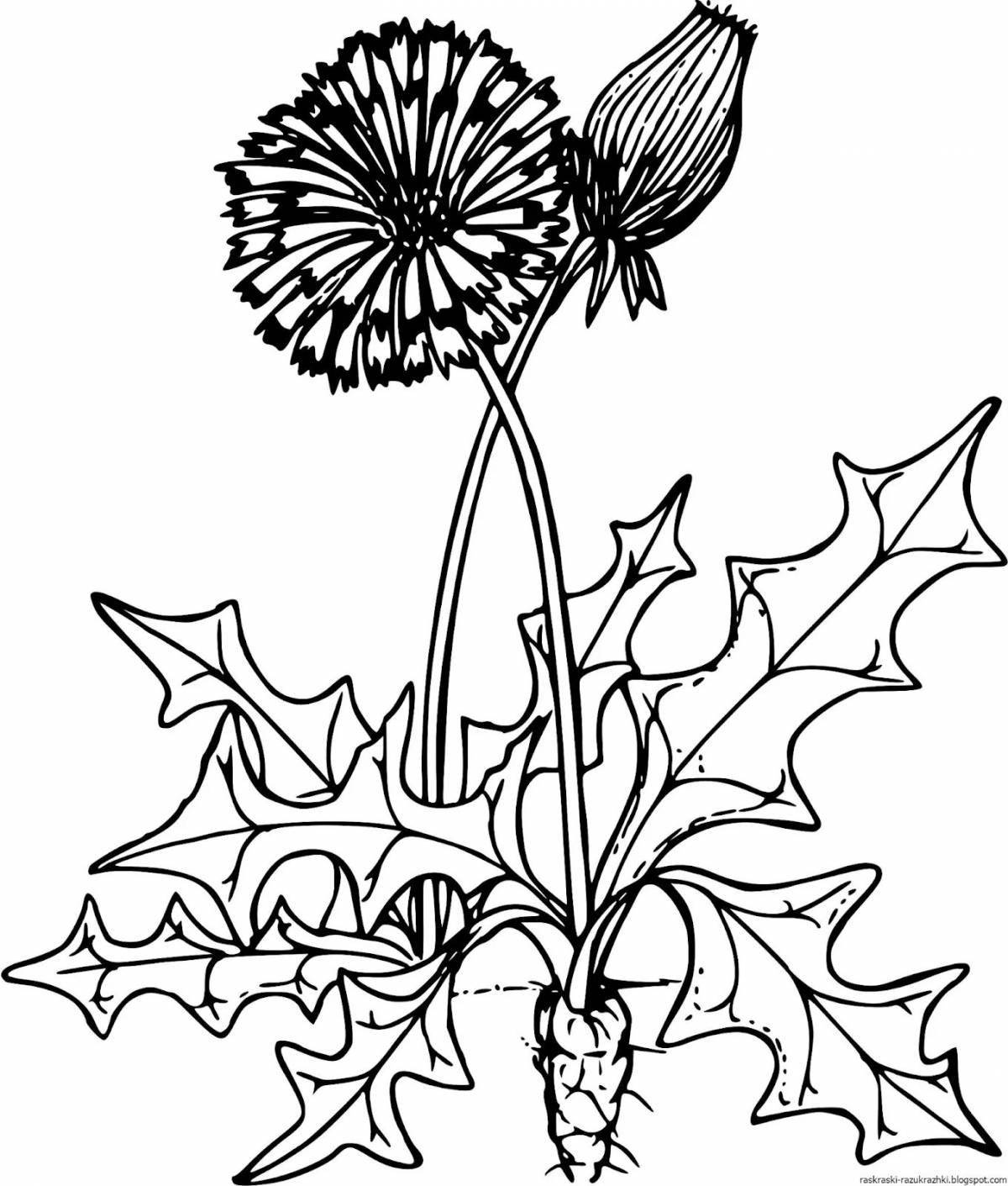 Fancy dandelion coloring book for kids