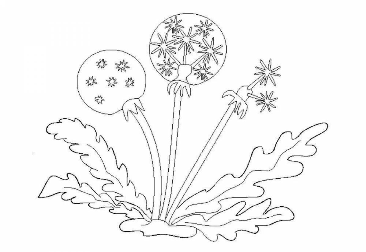 Dandelion coloring book for kids