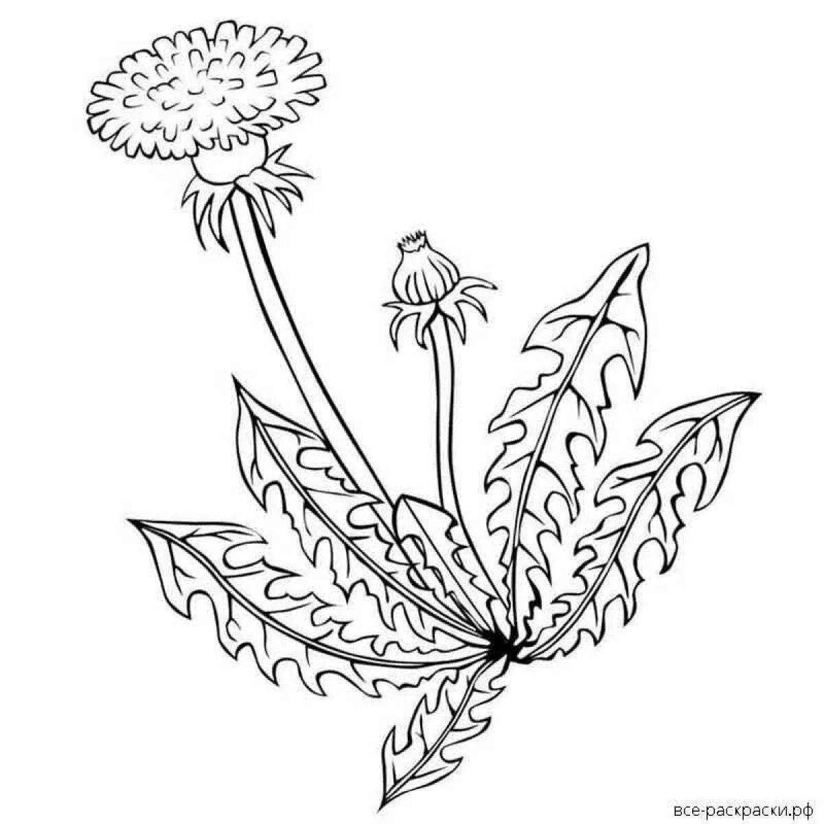 Bright dandelion coloring page for kids