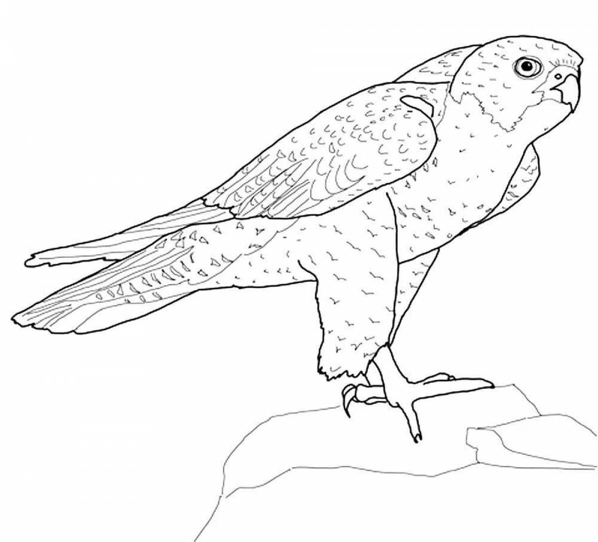 Coloring book bright falcon