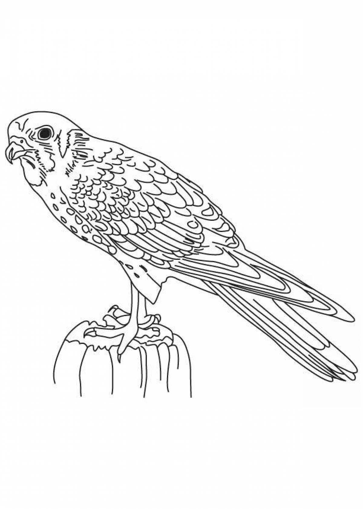 Radiant falcon coloring page