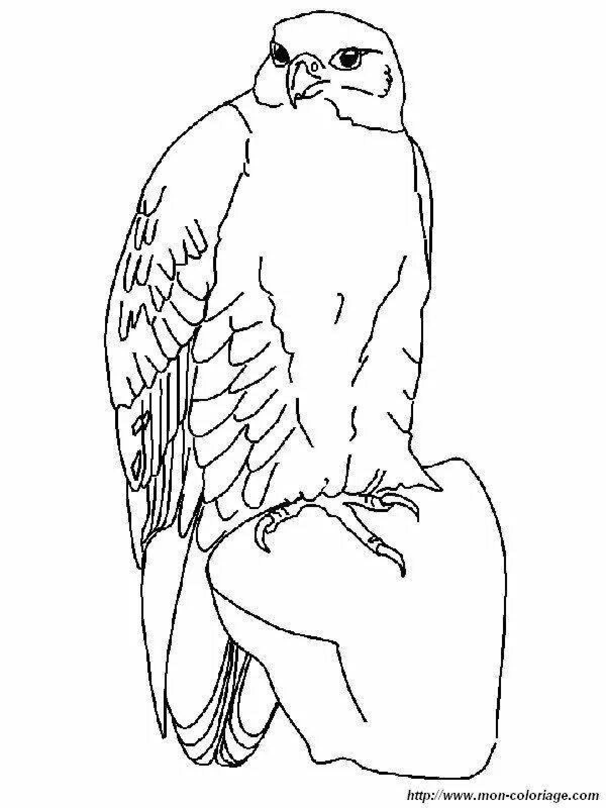 Glorious falcon coloring page