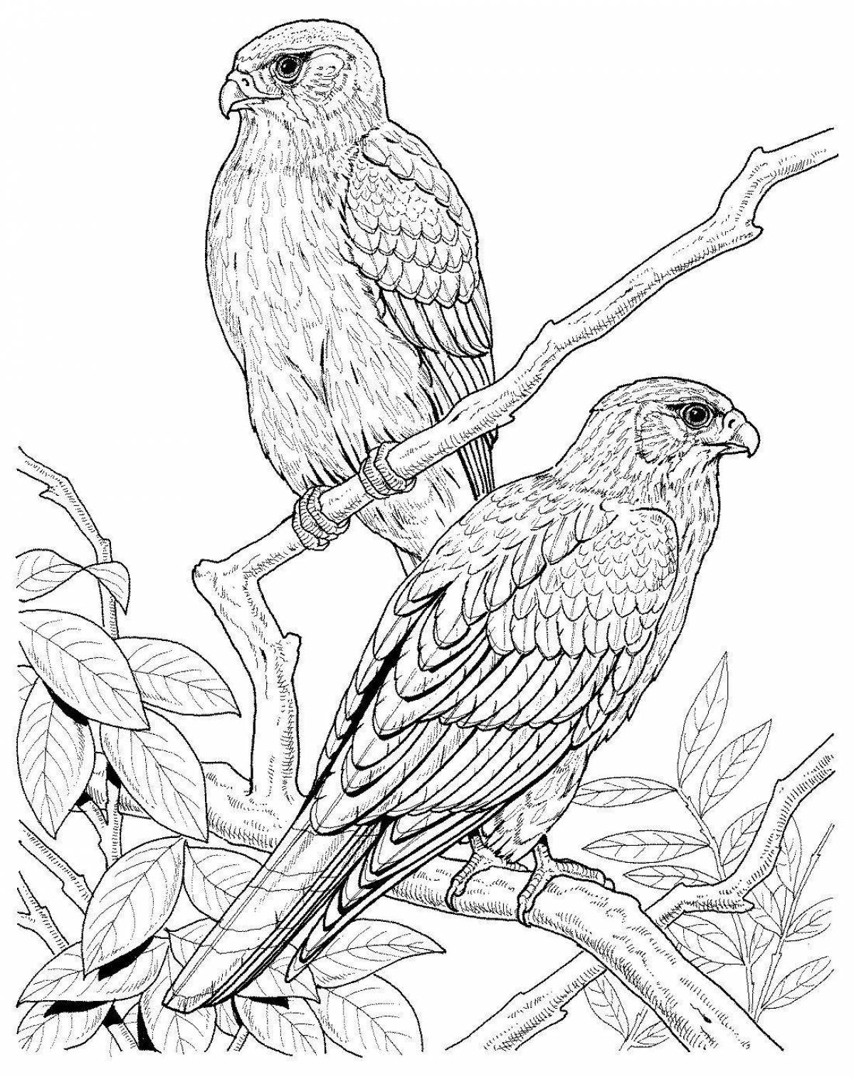 Coloring book magnificent falcon