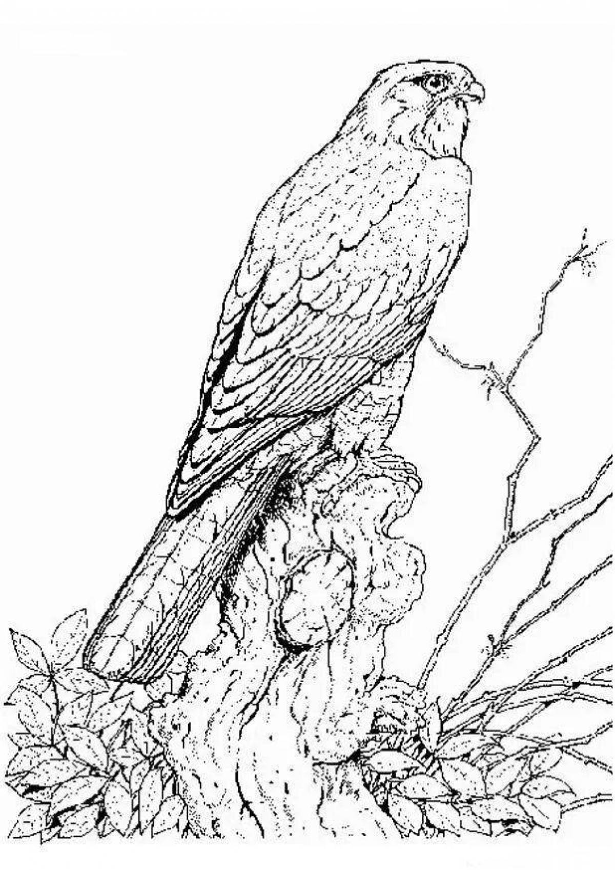 Exquisite falcon coloring page