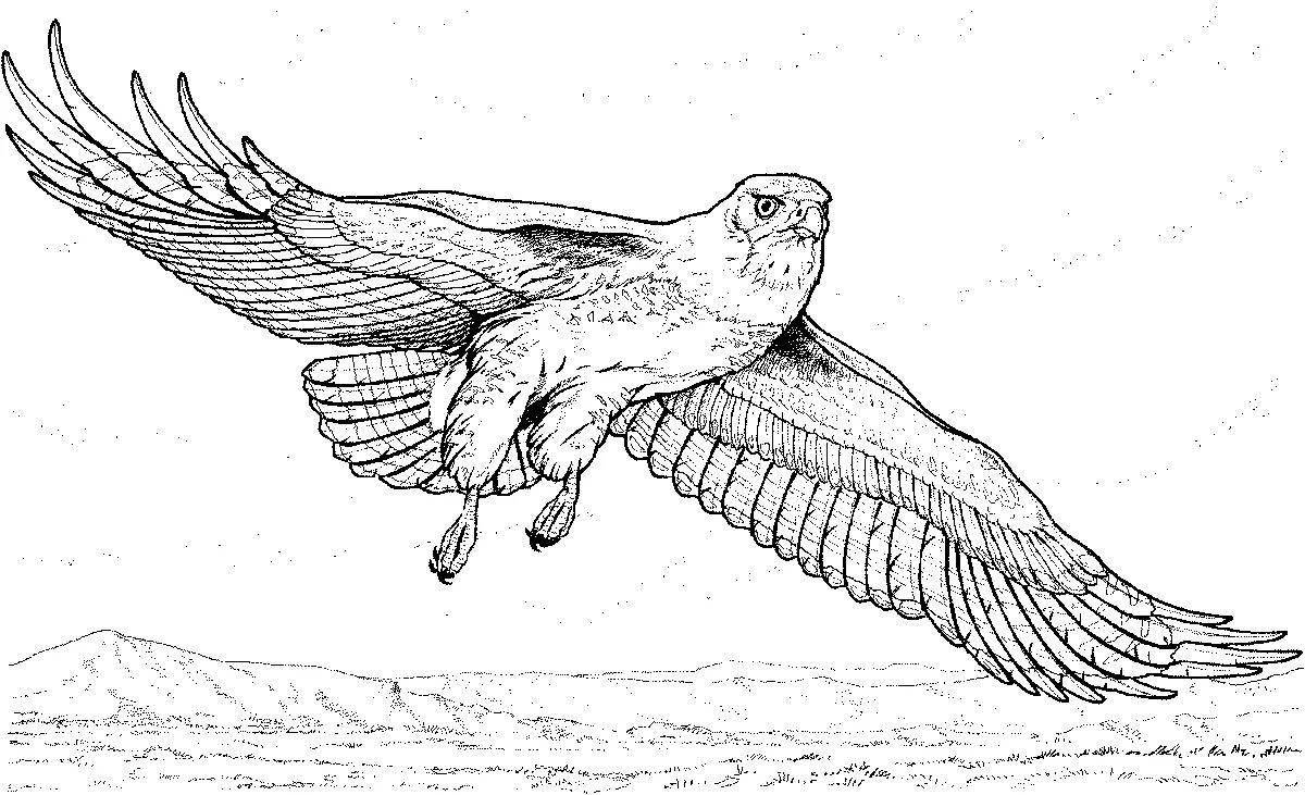 Royal falcon coloring page