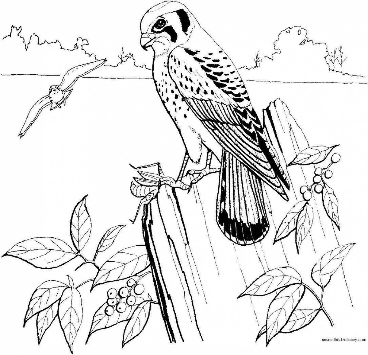 Coloring page captivating falcon