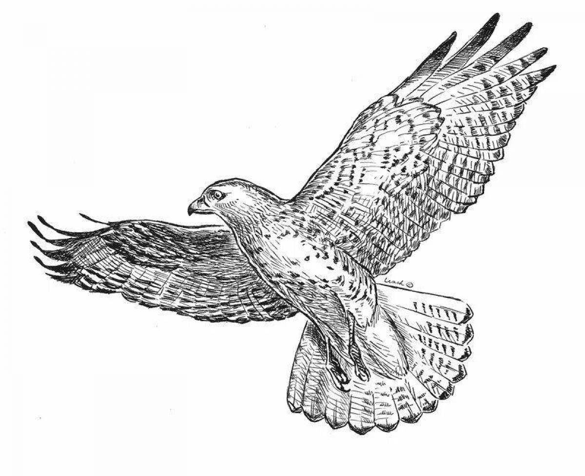Charming falcon coloring page