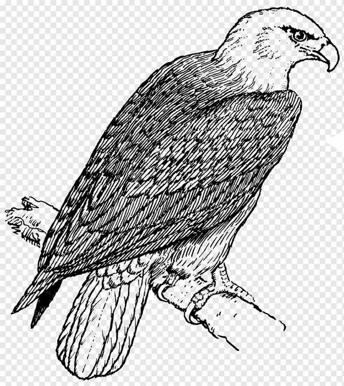 Coloring page of the mesmerizing falcon