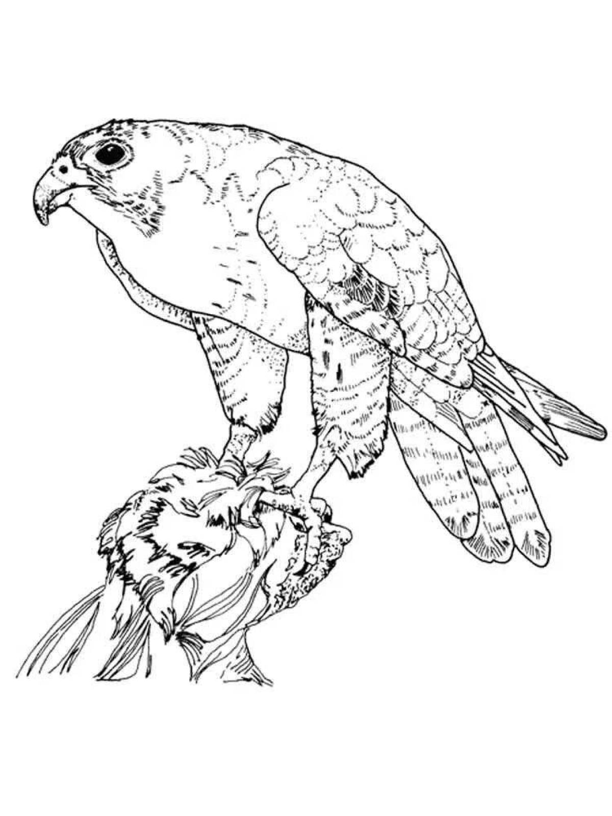 Intriguing falcon coloring page