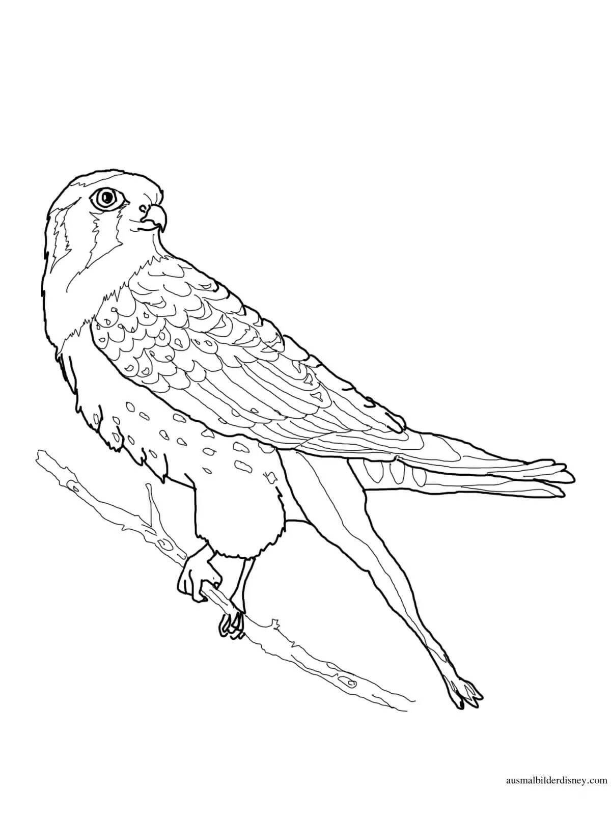 Adorable falcon coloring page