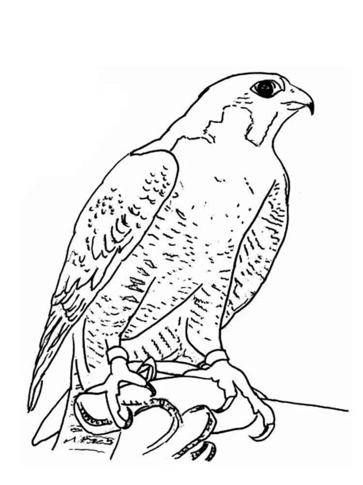 Coloring book funny falcon