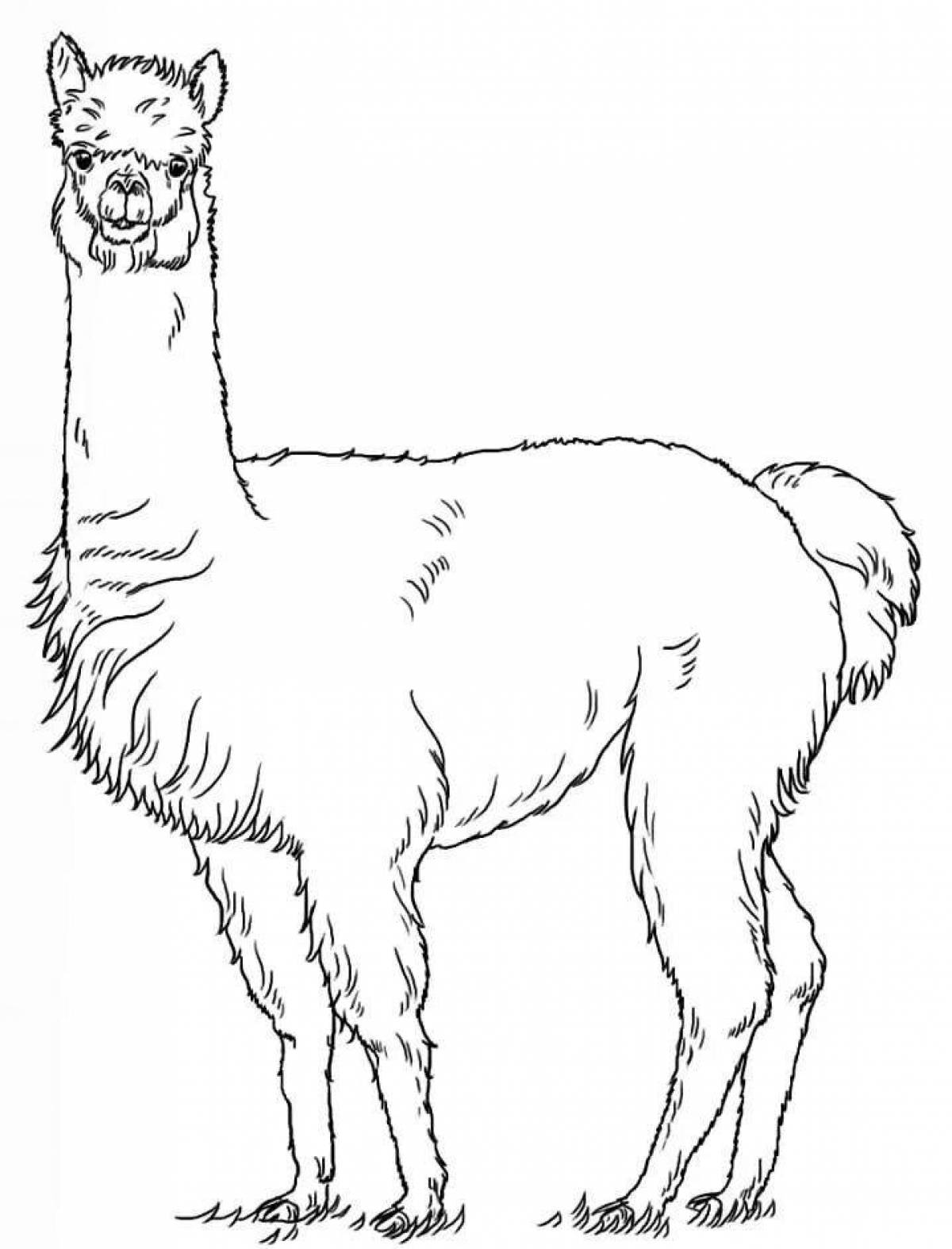 Sunny alpaca coloring page