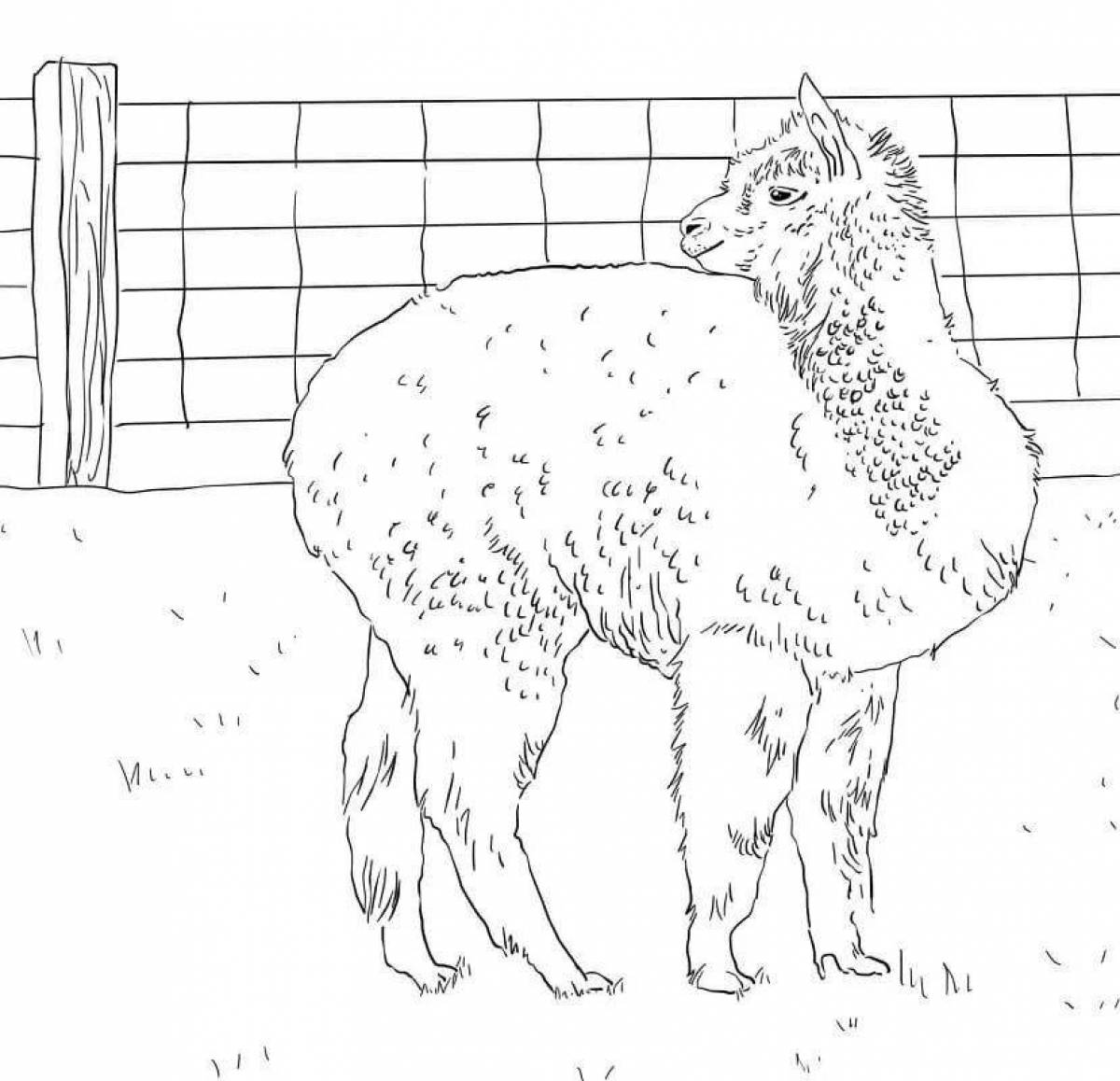 Glittering alpaca coloring book