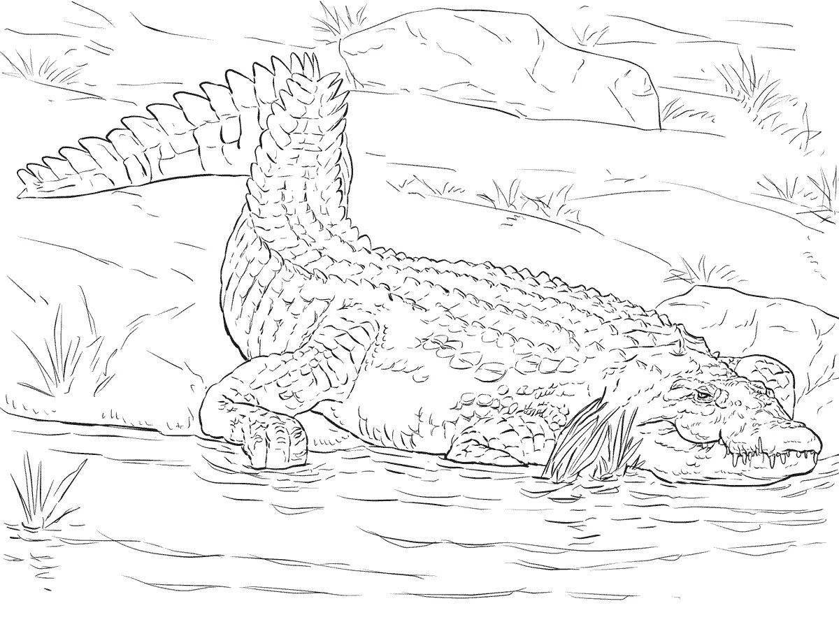 Coloring funny alligator