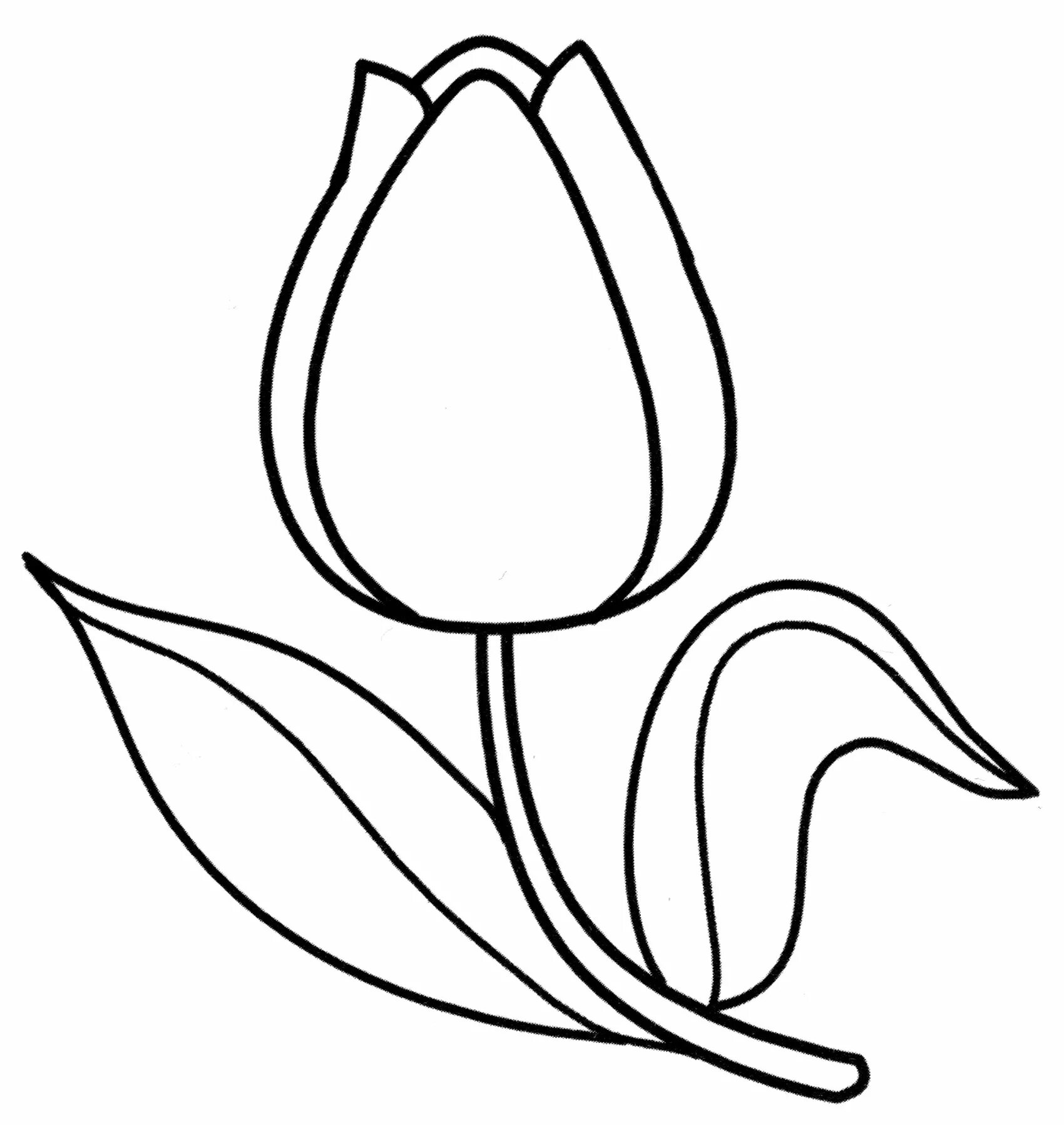 Tulip for kids #5