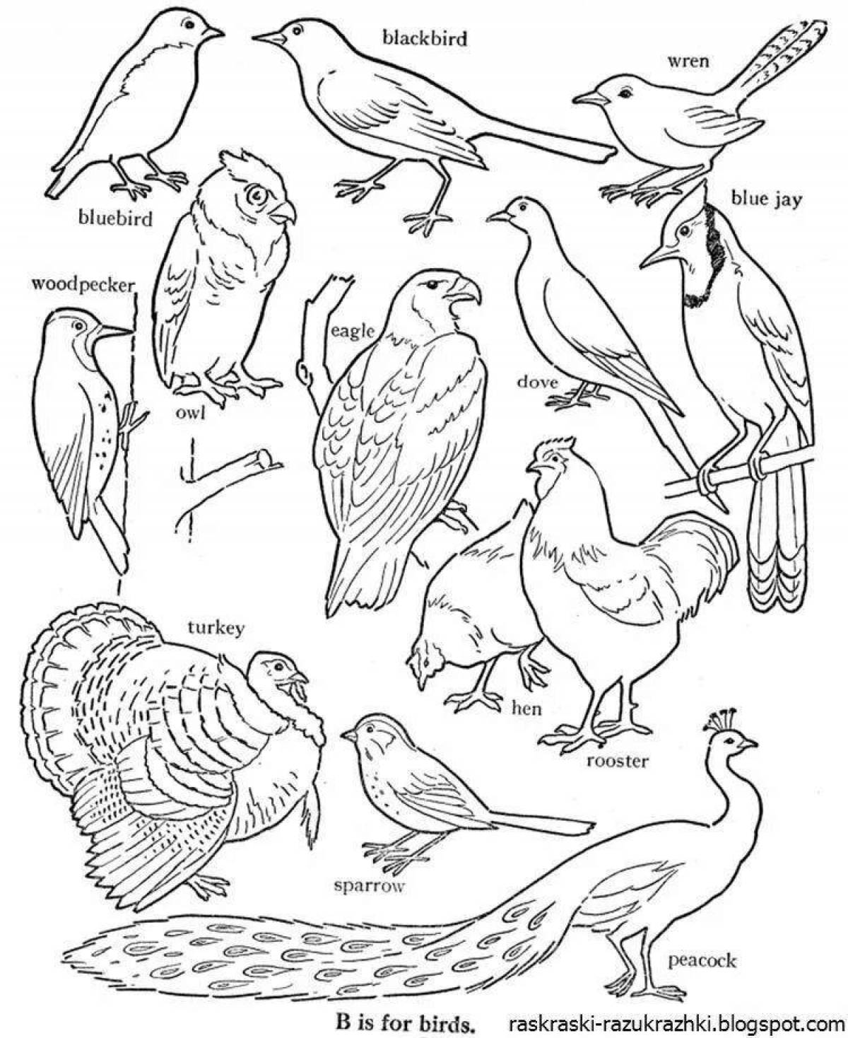 Glorious bird coloring pages for kids 6-7 years old