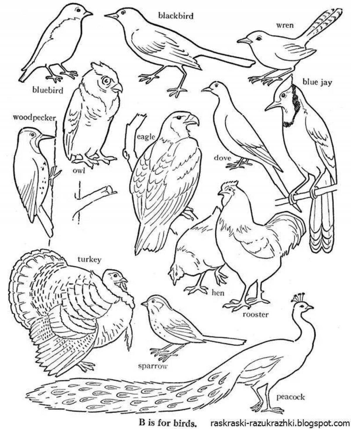 Раскраски птицы - распечатать, скачать бесплатно 🖼|